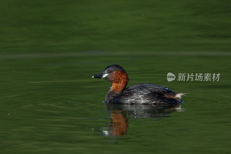 会游泳的小䴙䴘(学名:Tachybaptus ruficollis)